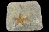 Ordovician Starfish (Petraster?) Fossil - Morocco #100494-1
